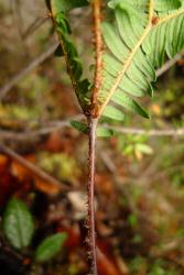 Sticherus tener. Pseudostipules, below rachis bud (which has extended). 
 Image: L.R. Perrie © Te Papa 2012 CC BY-NC 3.0 NZ